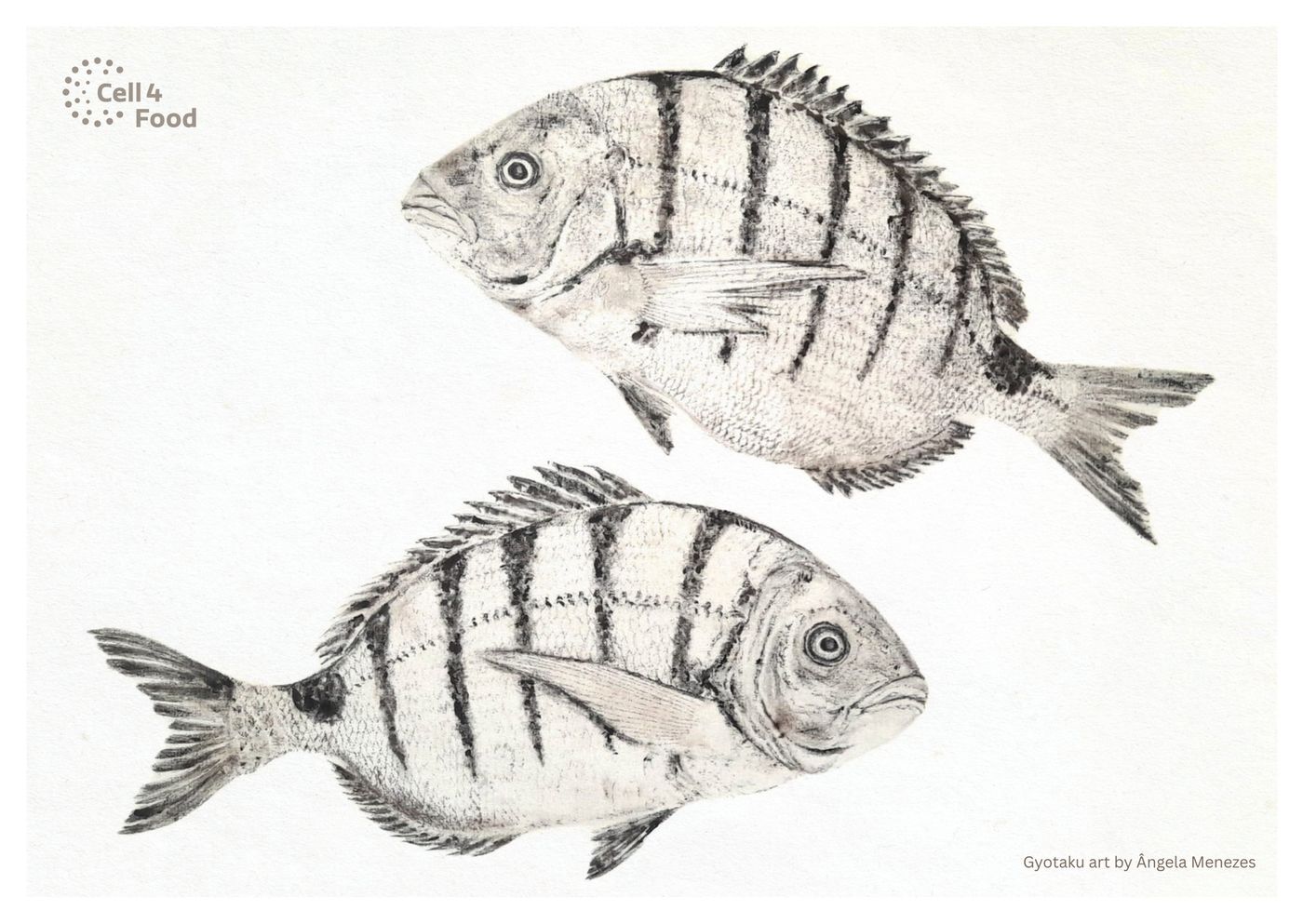 Sargo postcard front